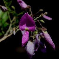 Mundulea sericea (Willd.) A.Chev.